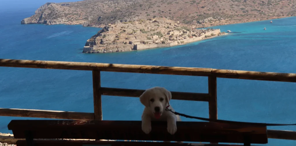 Puppy in Elounda with panoramic view of Plaka and Spinalonga island, Crete