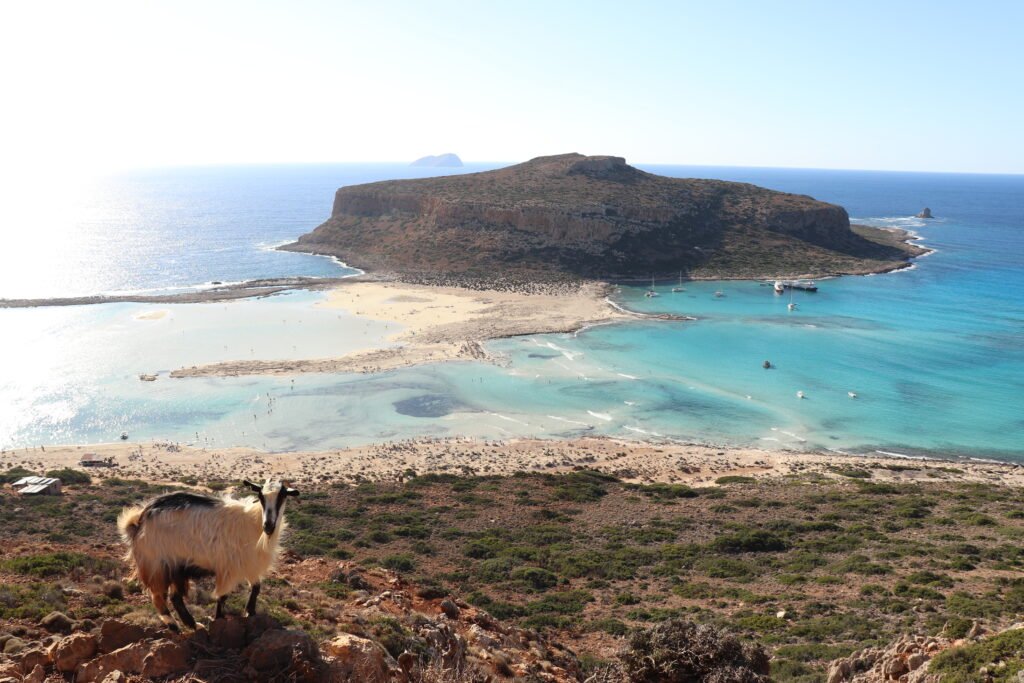 Panoramic view of Balos Lagoon with a goat in the foreground — Crete, Greece