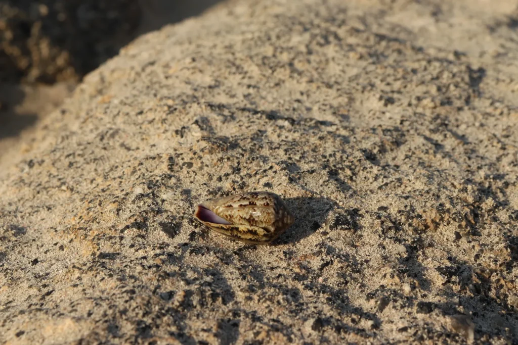 Close-up of a seashell resting on the pink sand at Elafonissi Beach Crete — photo by Zurab Pekirishvili, Canon 800D