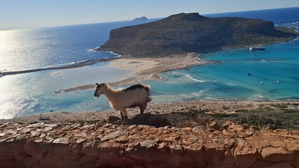 Goat overlooking Balos Lagoon from the cliff viewpoint in Crete