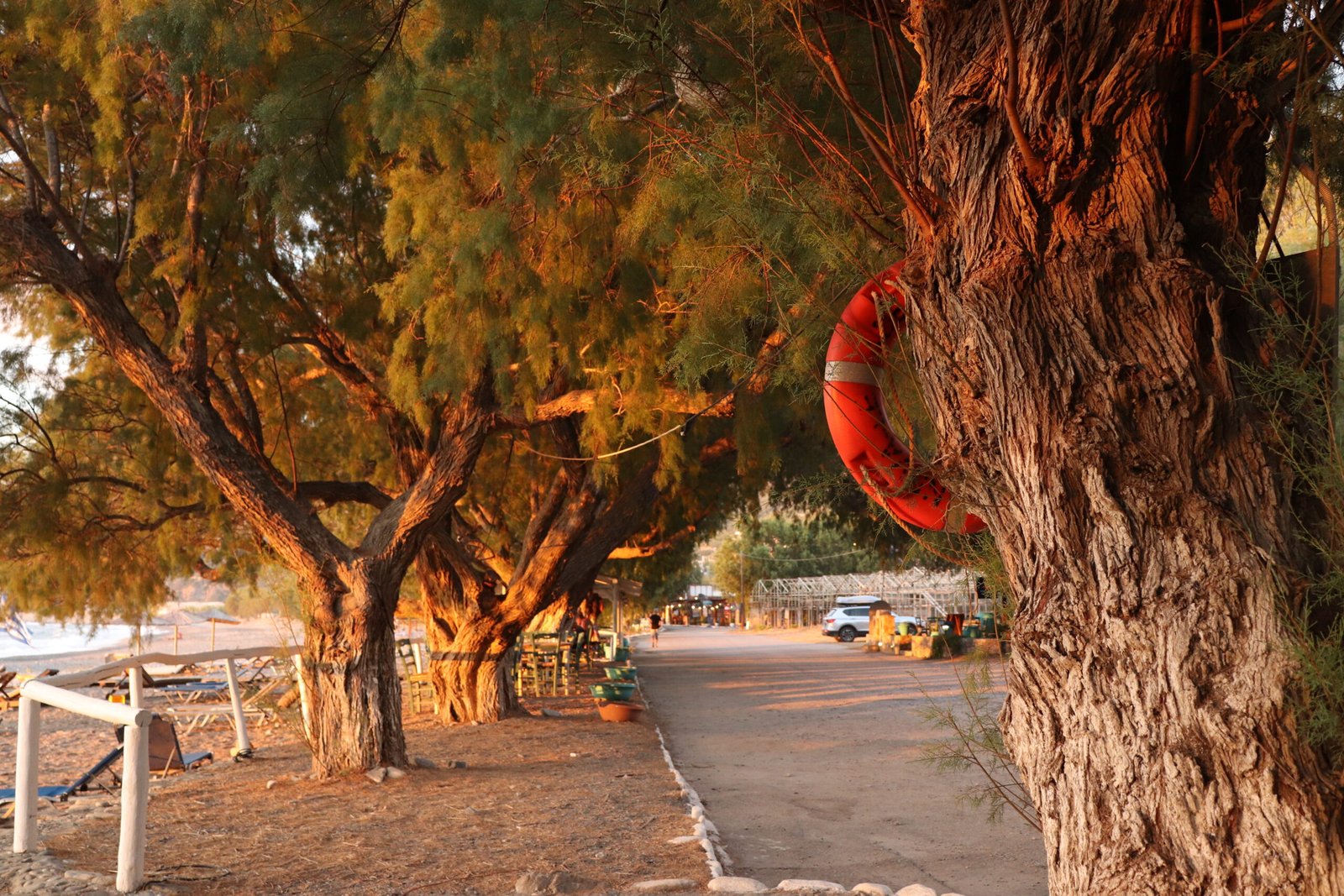 Shaded terrace of Sunset Fish Restaurant under tamarisk trees