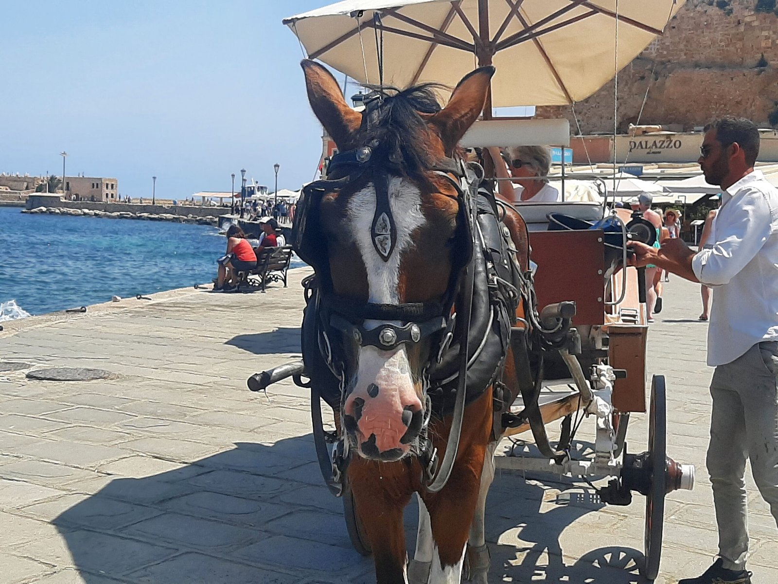 Close-up of a brown horse in carriage harness at Chania harbour